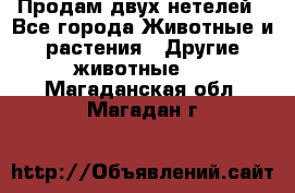 Продам двух нетелей - Все города Животные и растения » Другие животные   . Магаданская обл.,Магадан г.